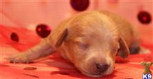 dachshund puppy posted by Kimberly Jones